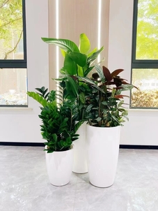 宁波奉化花木出租价格实惠