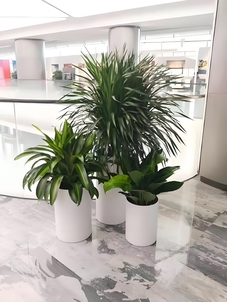 探寻镇海绿化养护精髓，邂逅绿色生态魅力！